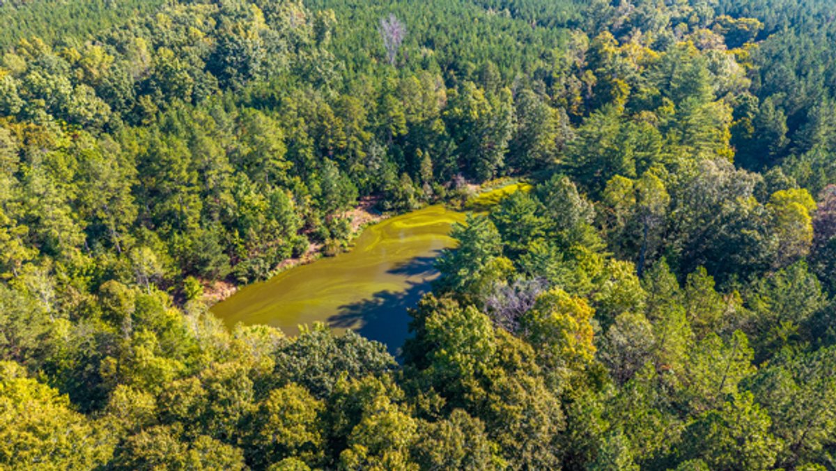 Image for 162 +/- Acres of Campbell County, VA Land Featuring Merchantable Timber, Potential Homesite, Road Frontage, Open & Wooded Sections, Pond, Wildlife & Agricultural Zoning!!