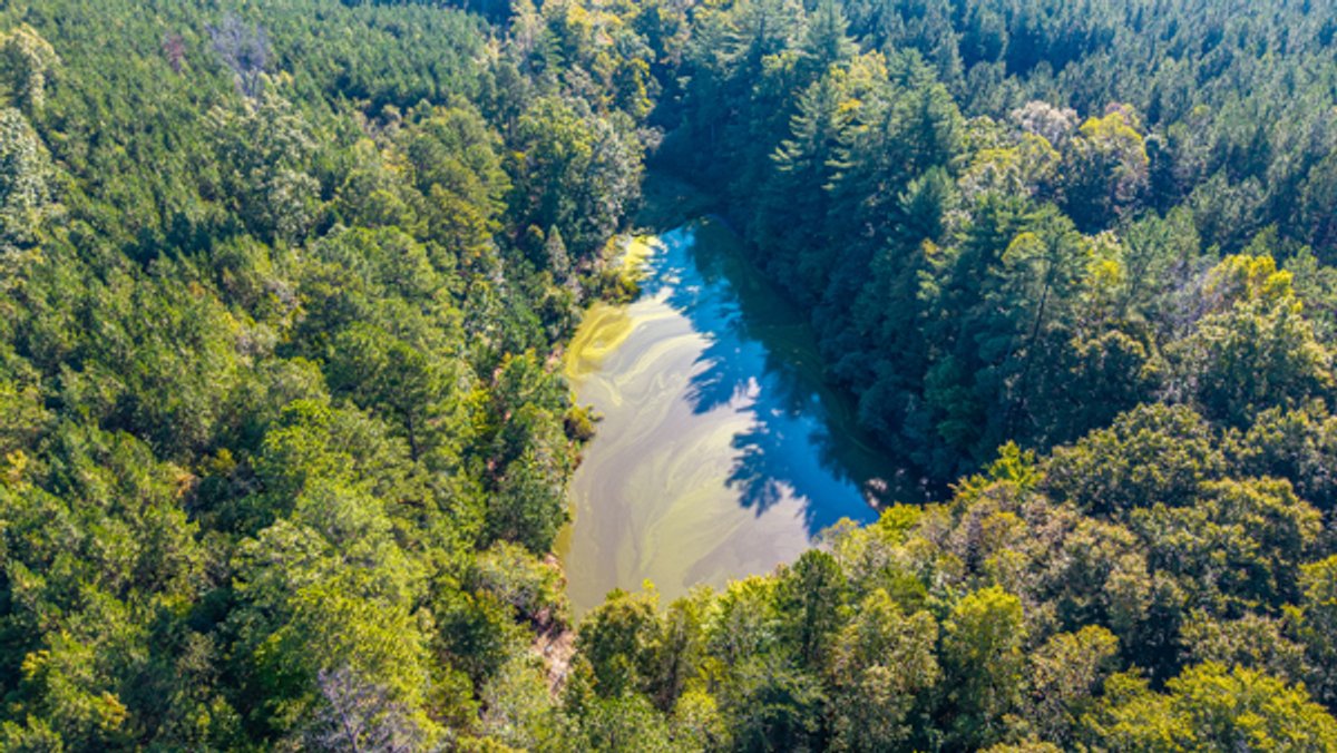Image for 162 +/- Acres of Campbell County, VA Land Featuring Merchantable Timber, Potential Homesite, Road Frontage, Open & Wooded Sections, Pond, Wildlife & Agricultural Zoning!!