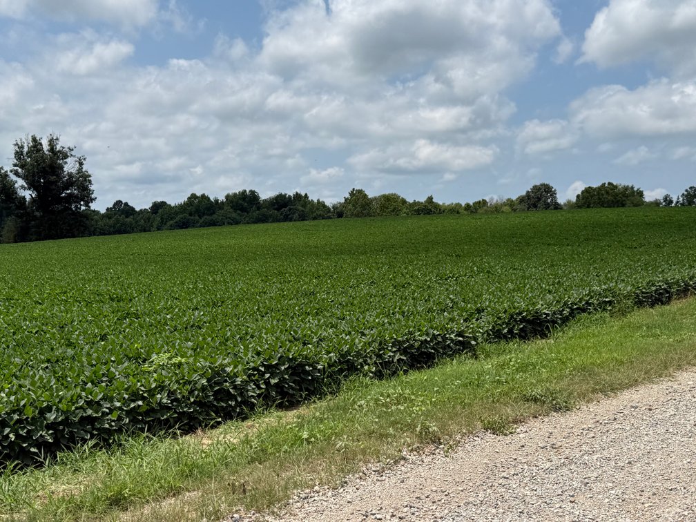 Image for 230 ACRES FARMLAND CROCKETT ARKANSAS