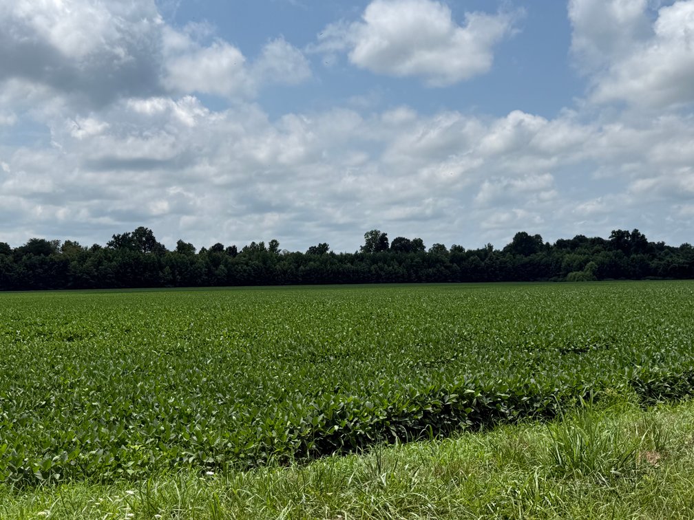 Image for 230 ACRES FARMLAND CROCKETT ARKANSAS