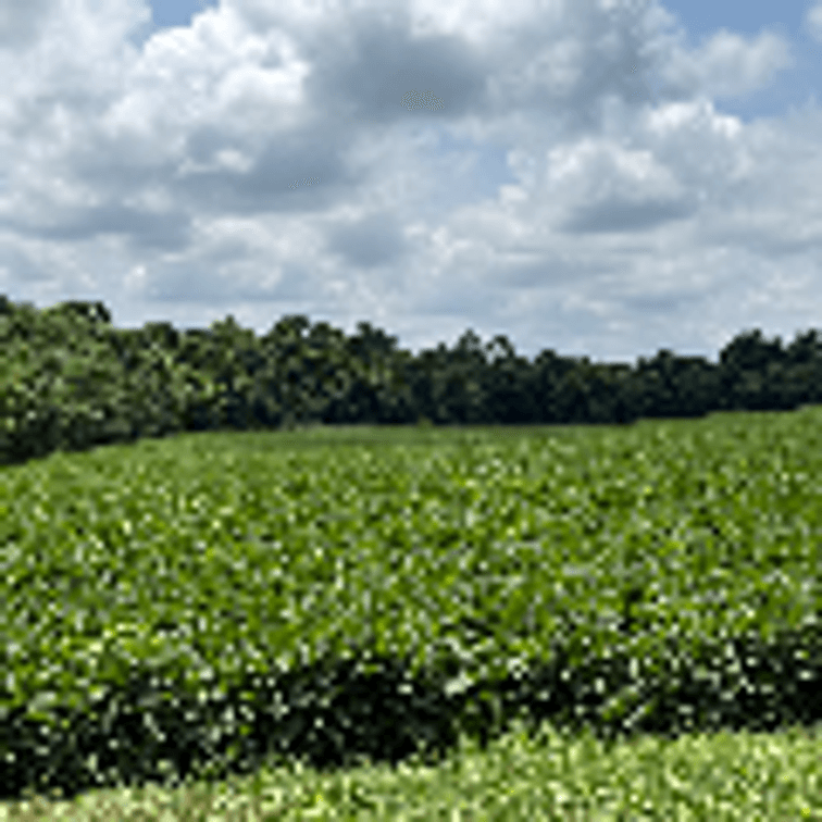 Image for 230 ACRES FARMLAND CROCKETT ARKANSAS