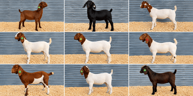 Image for Young Doe showcase sale