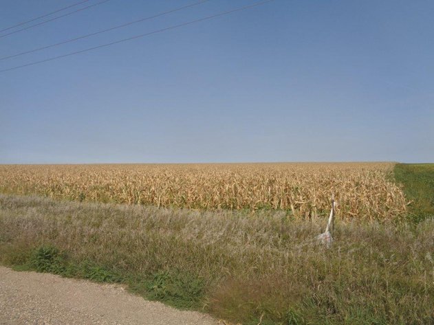Image for Calhoun County Land Auction!