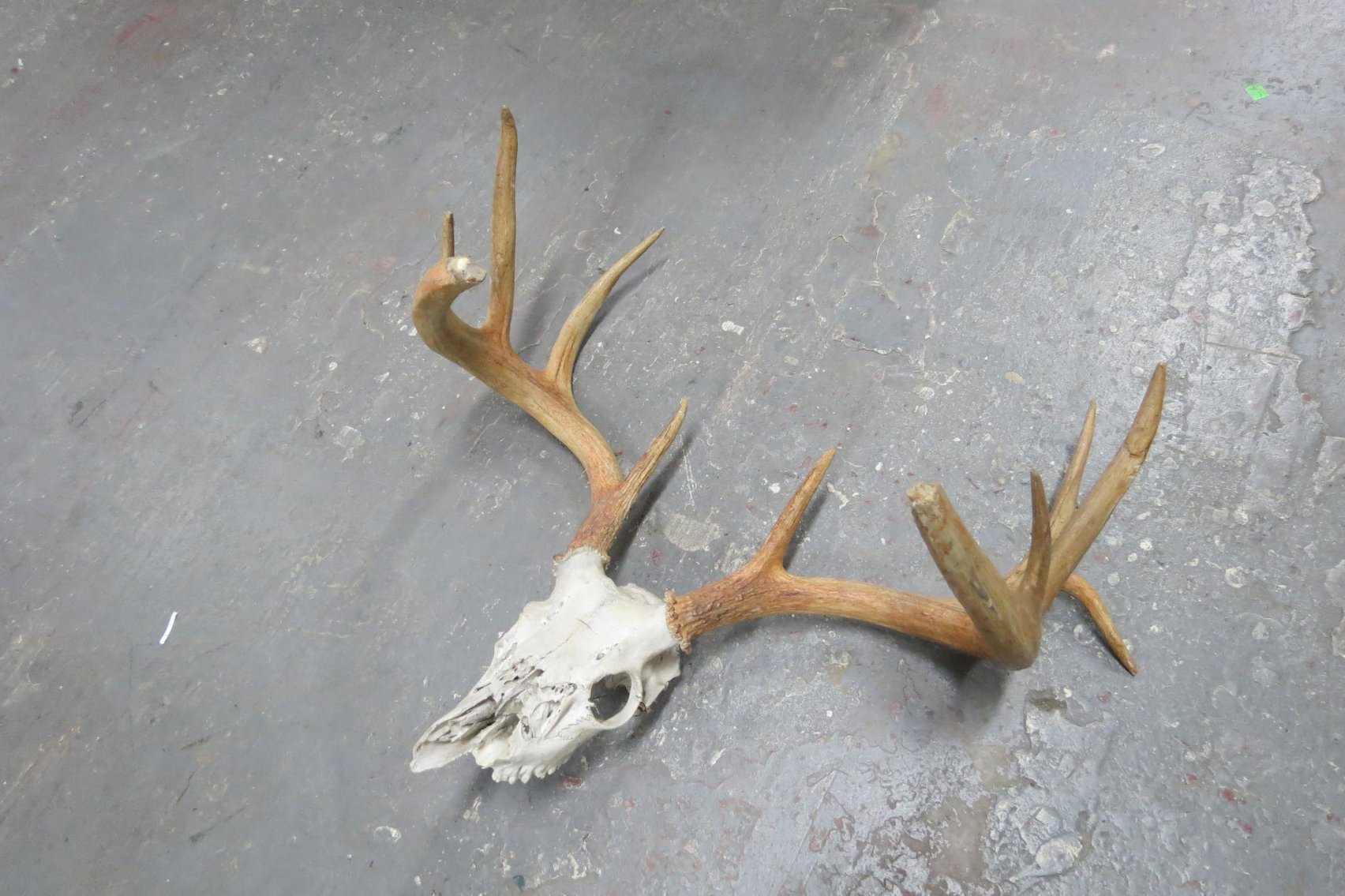 Image for Hidden Treasures Gallery #3011