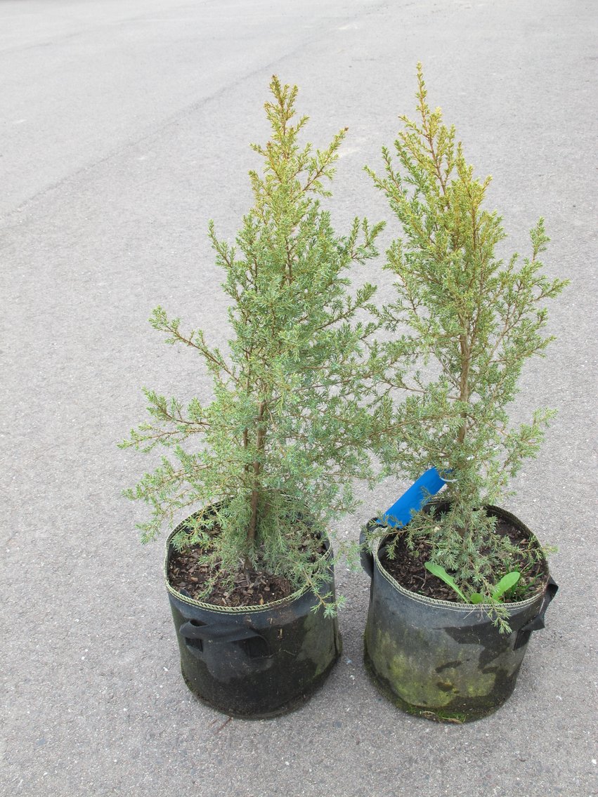 Image for Arborvitae & Juniper Shrubs, Perennials & More