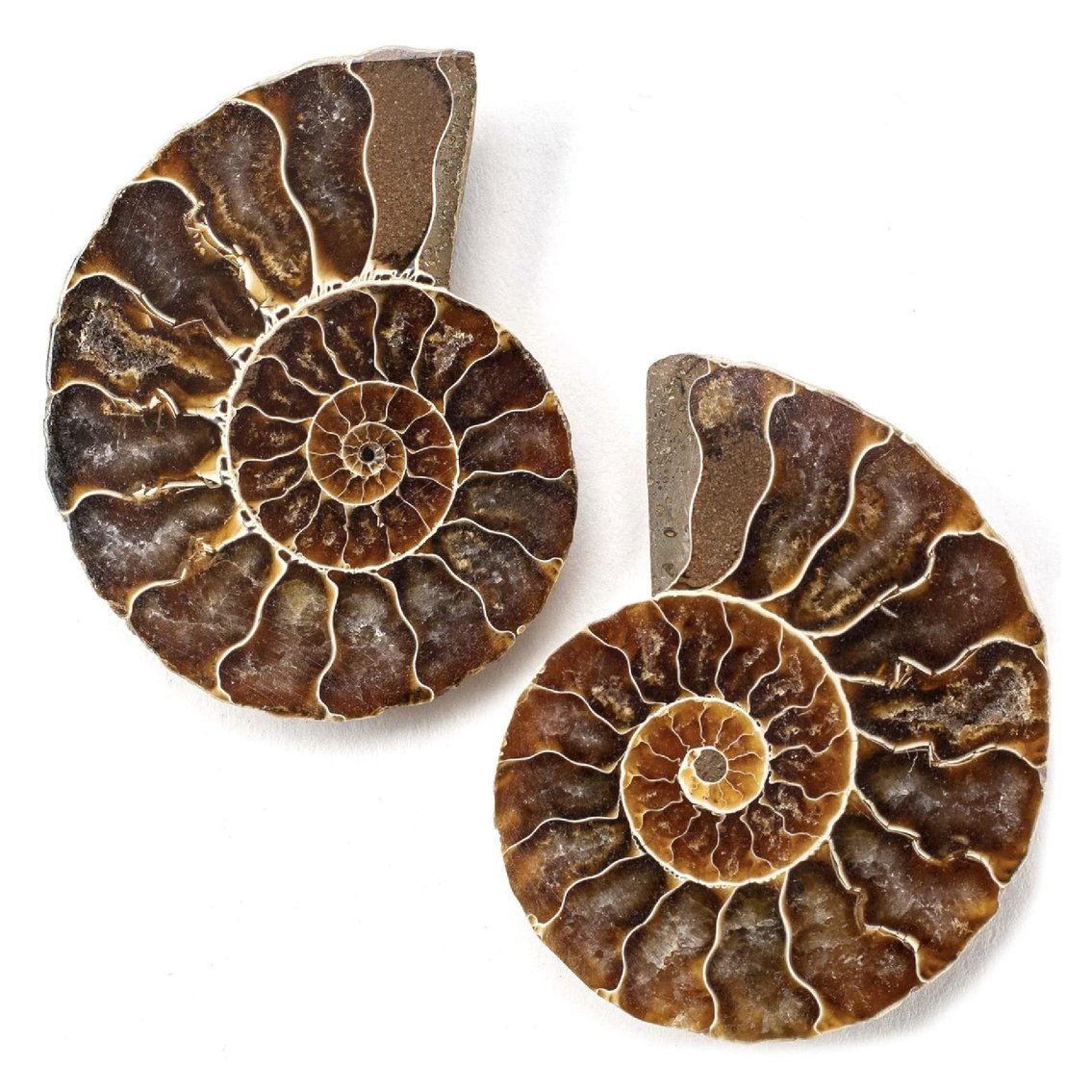Image for Natural History Auction: Fossils, Minerals, Crystals, Gems, Biologic Specimens