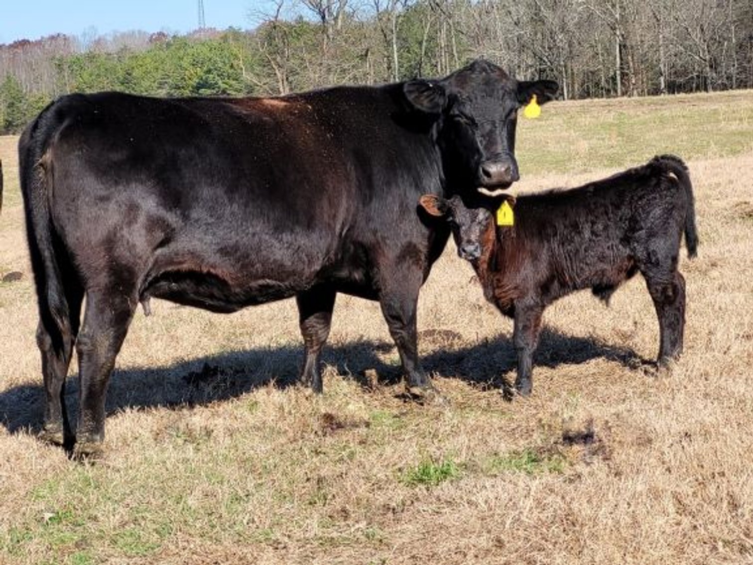 Image for CATTLE AUCTION