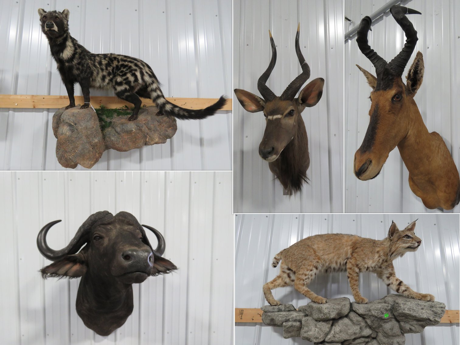 Image for Safari Taxidermy