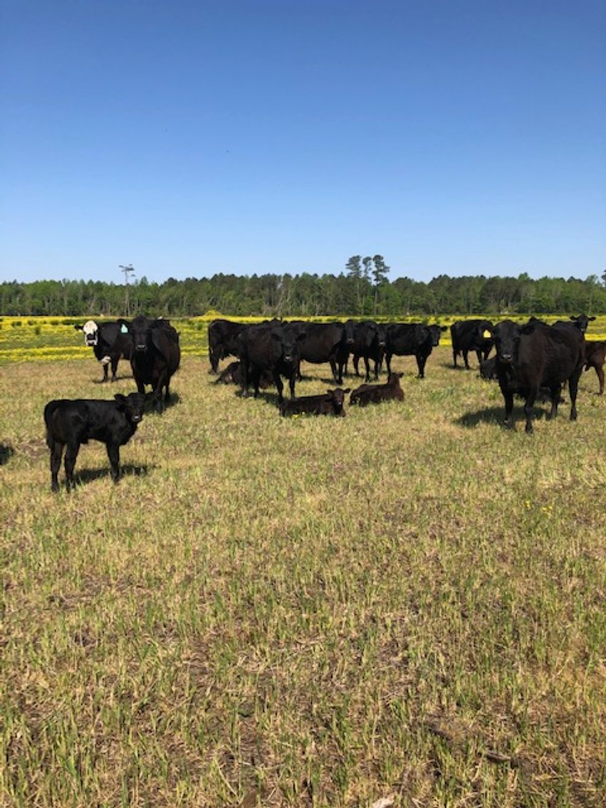 Image for CATTLE AUCTION