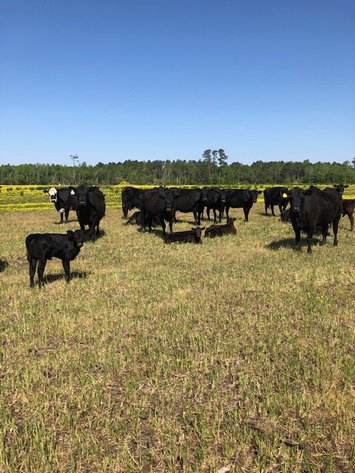 CATTLE AUCTION