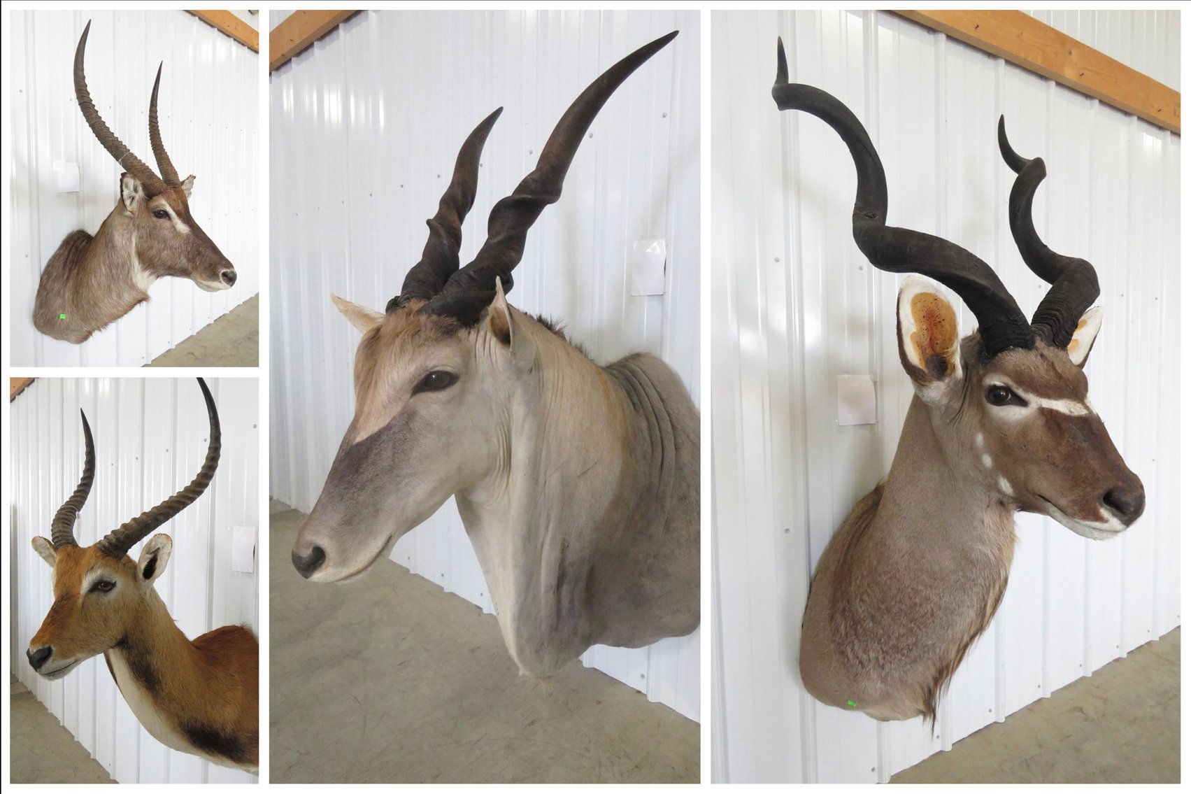 Image for Taxidermy Mounts