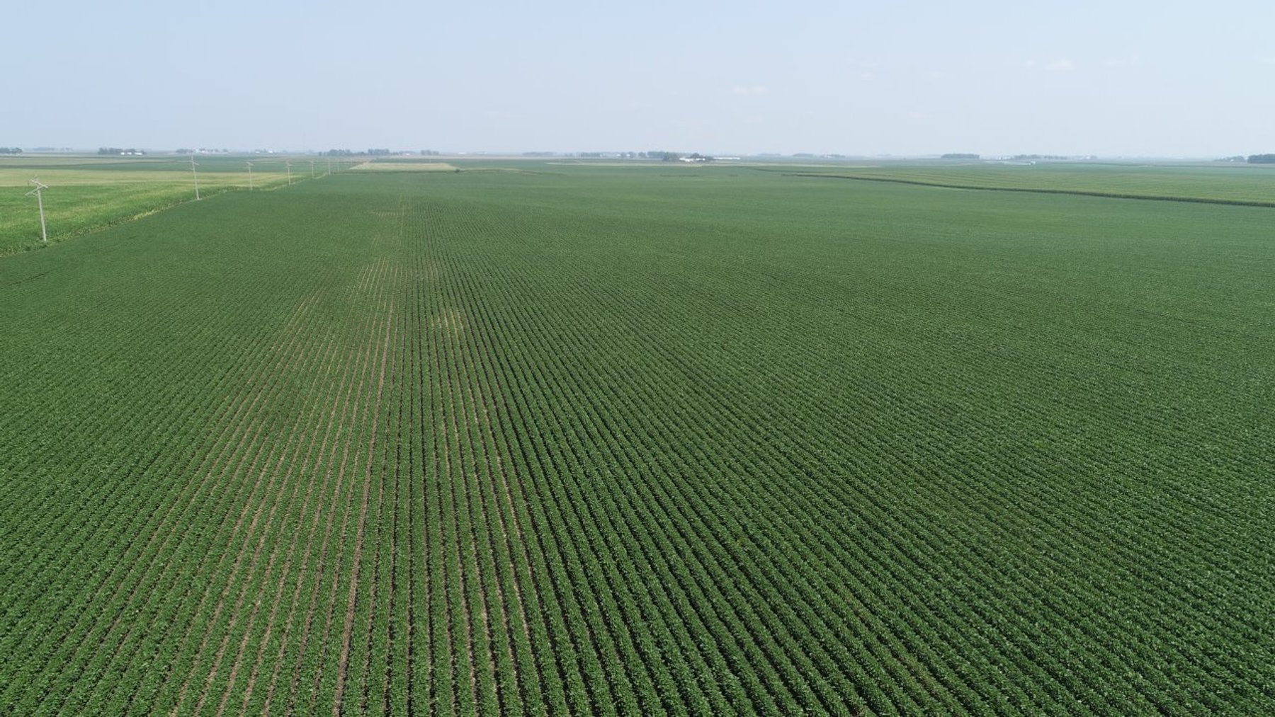 Image for Calhoun County Farmland Auction