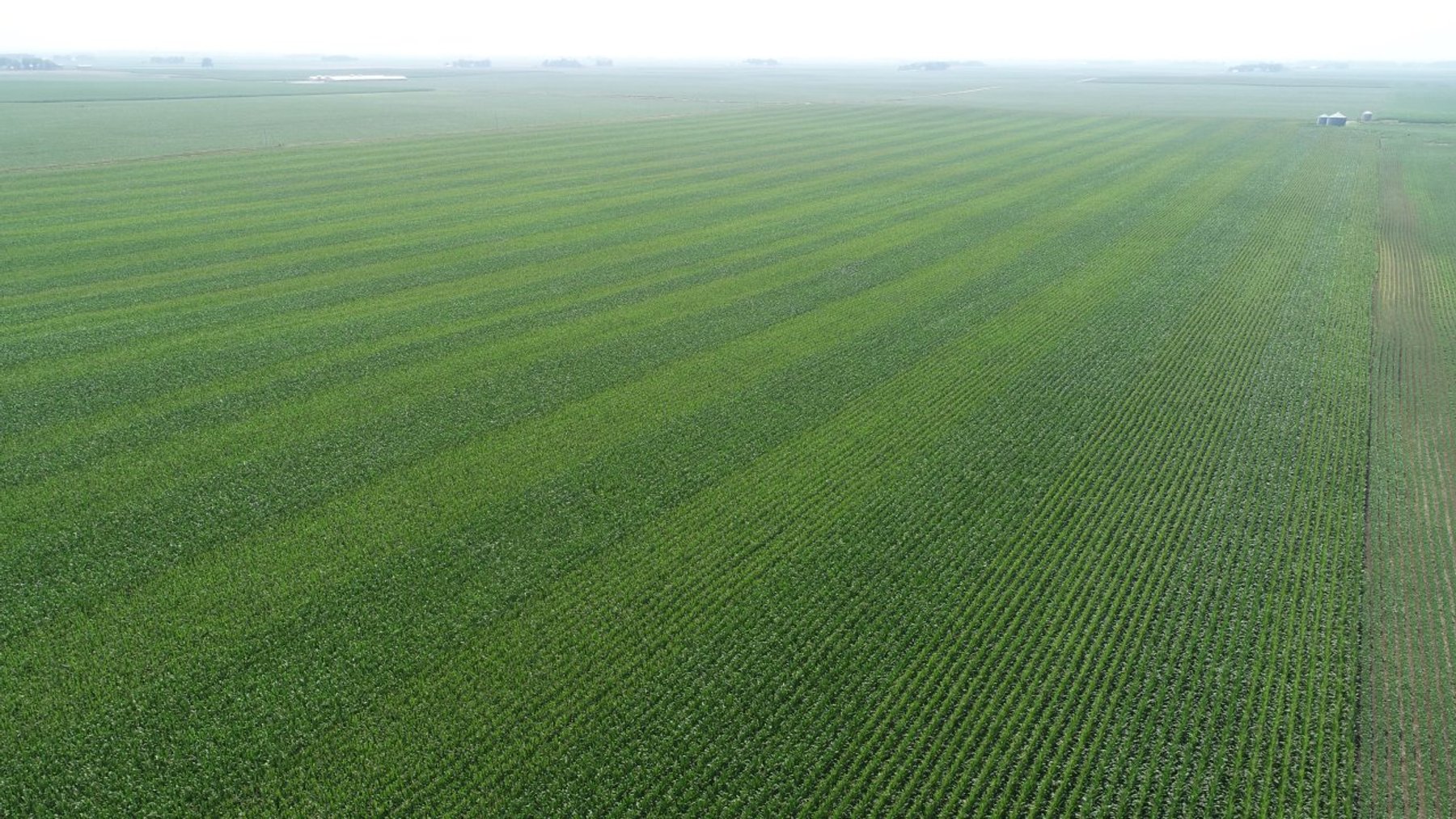 Image for Calhoun County Farmland Auction