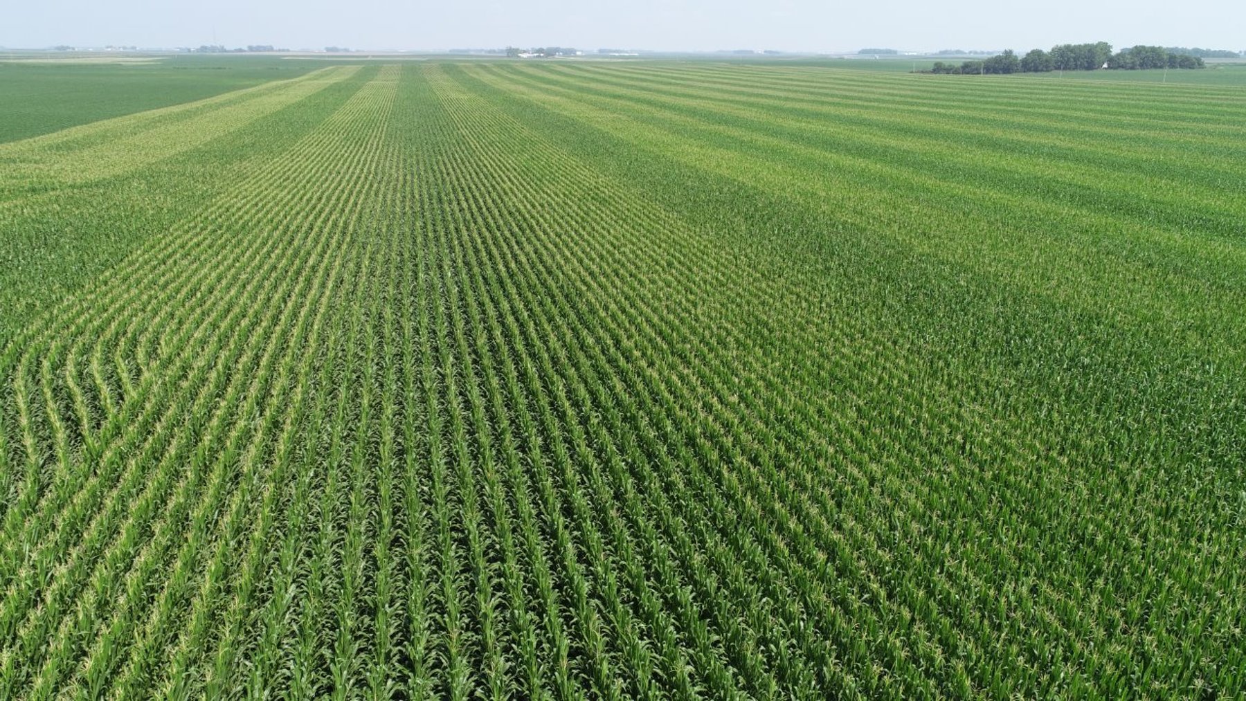 Image for Calhoun County Farmland Auction
