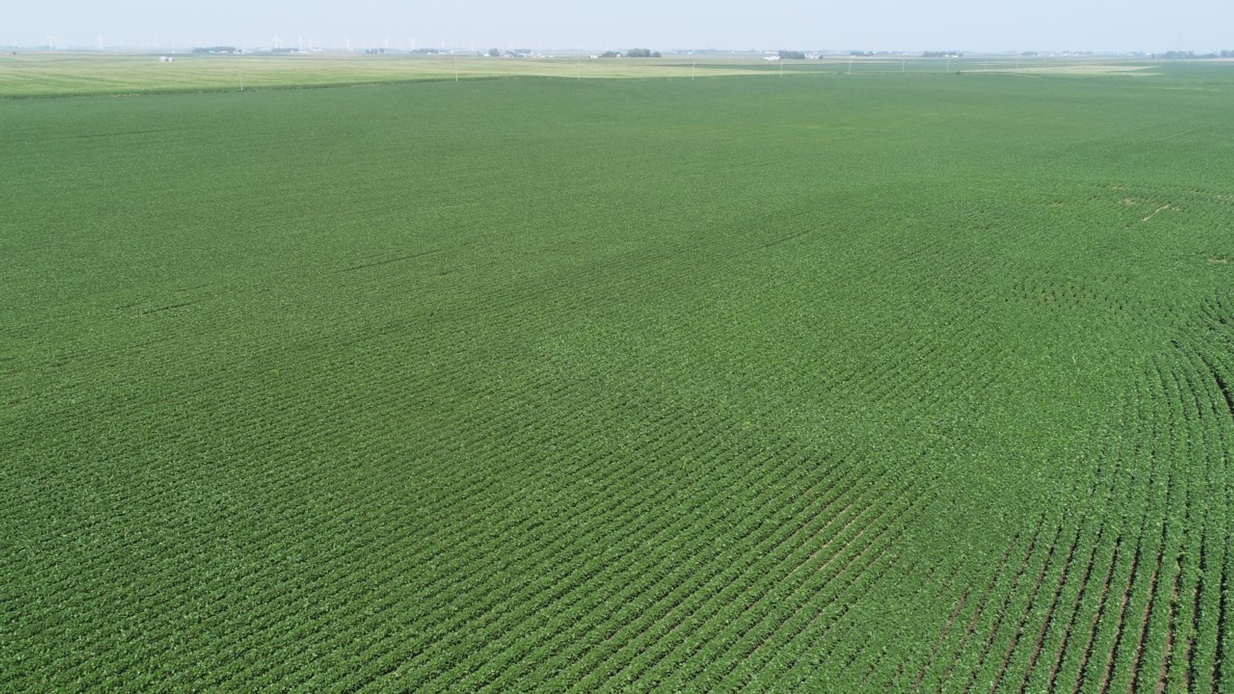 Image for Calhoun County Farmland Auction