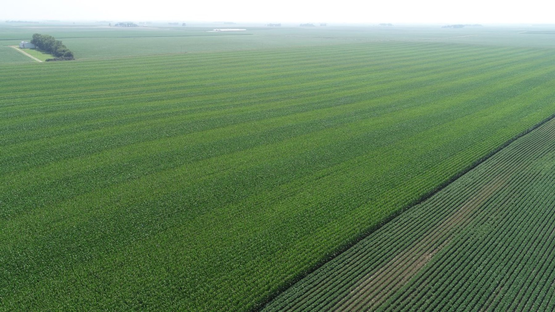 Image for Calhoun County Farmland Auction