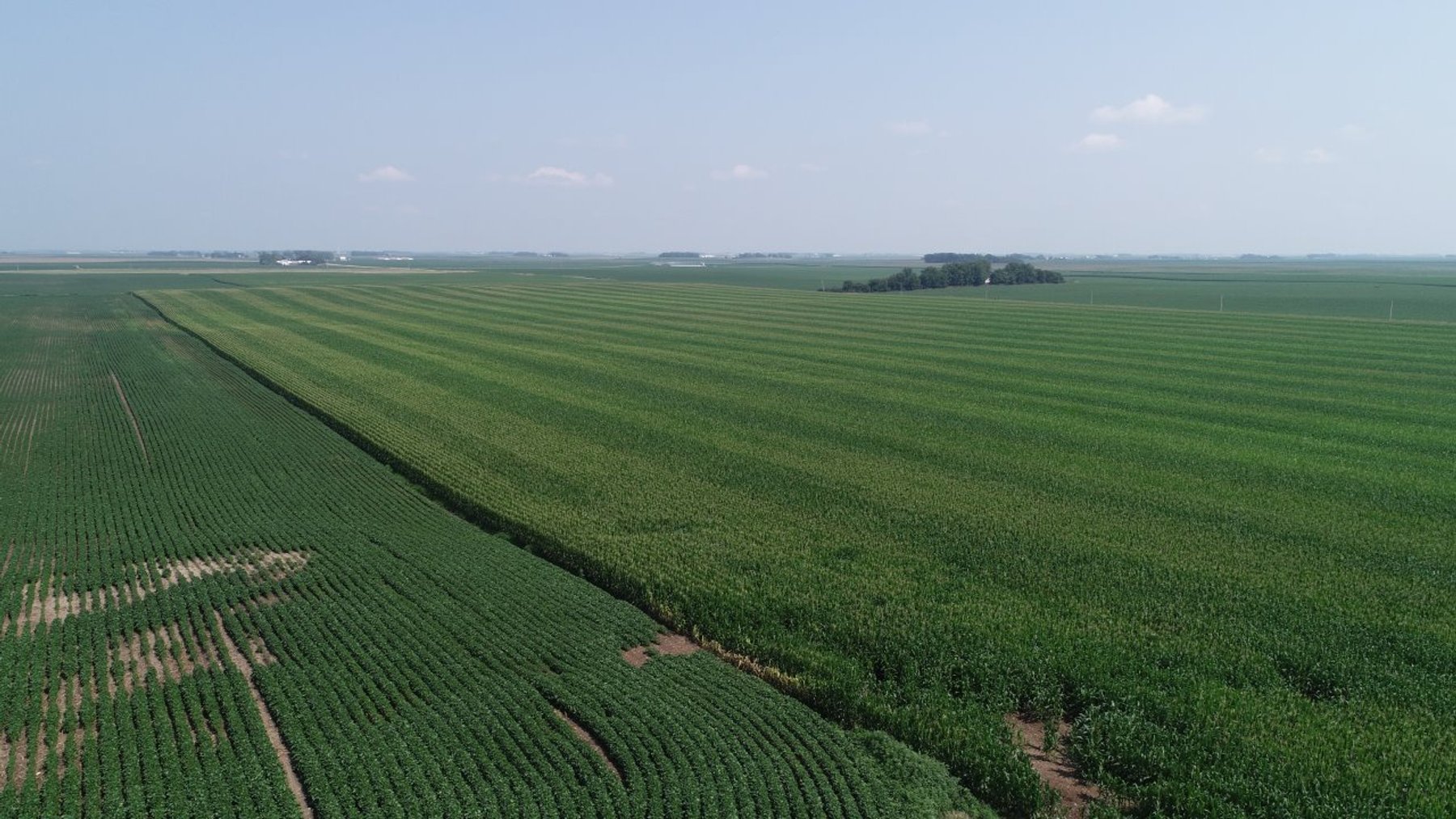 Image for Calhoun County Farmland Auction