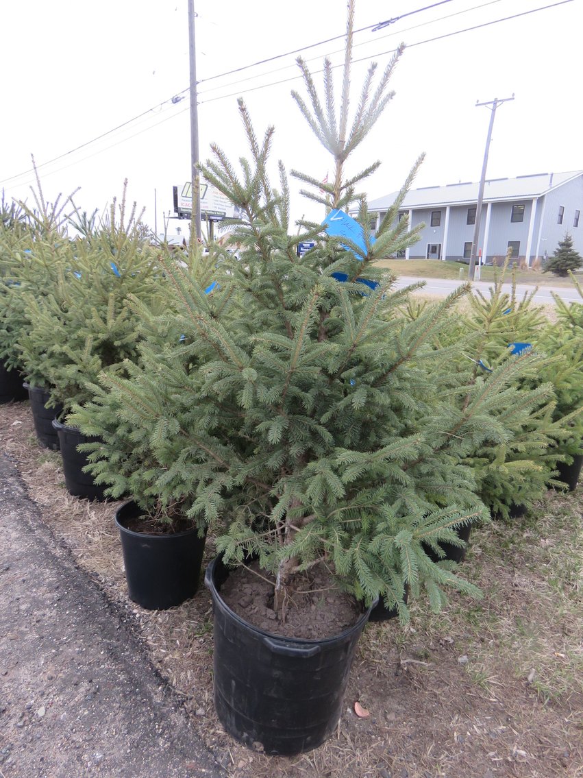 Image for Trees - White Pine, Black Hills Spruce & More