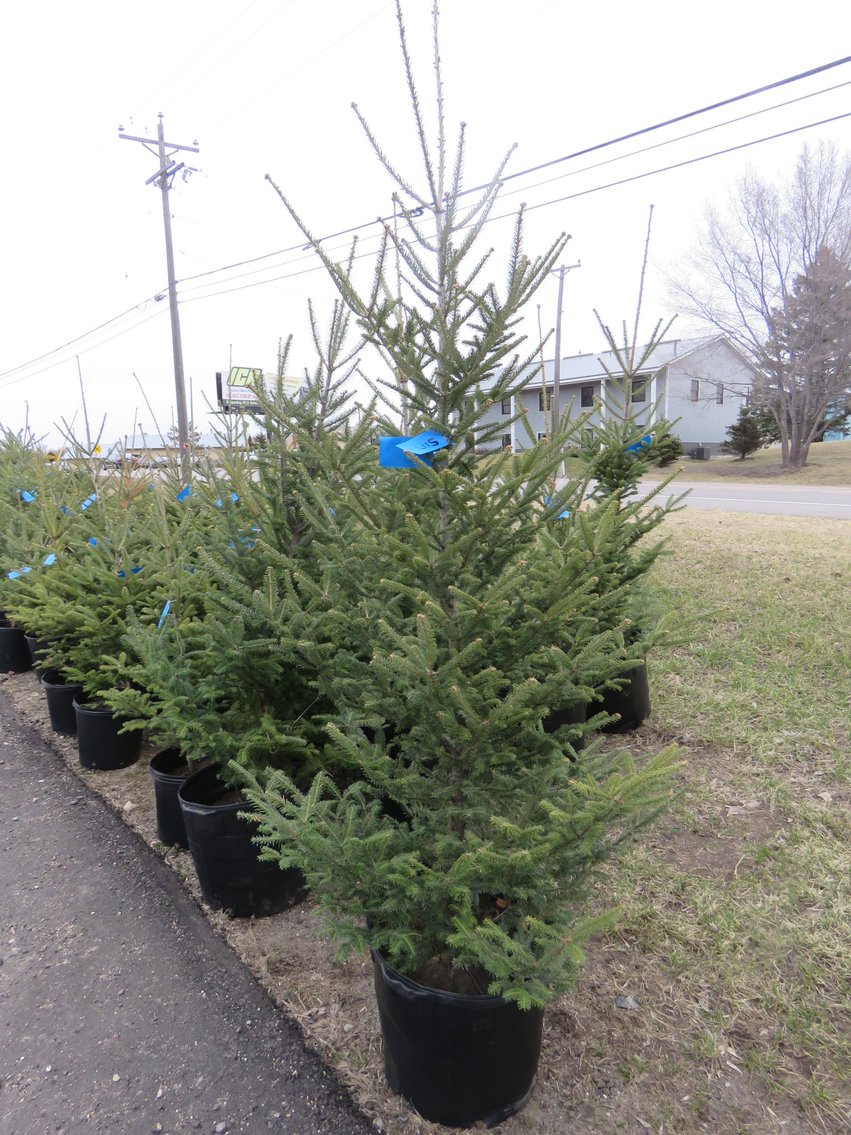 Image for Trees - White Pine, Black Hills Spruce & More