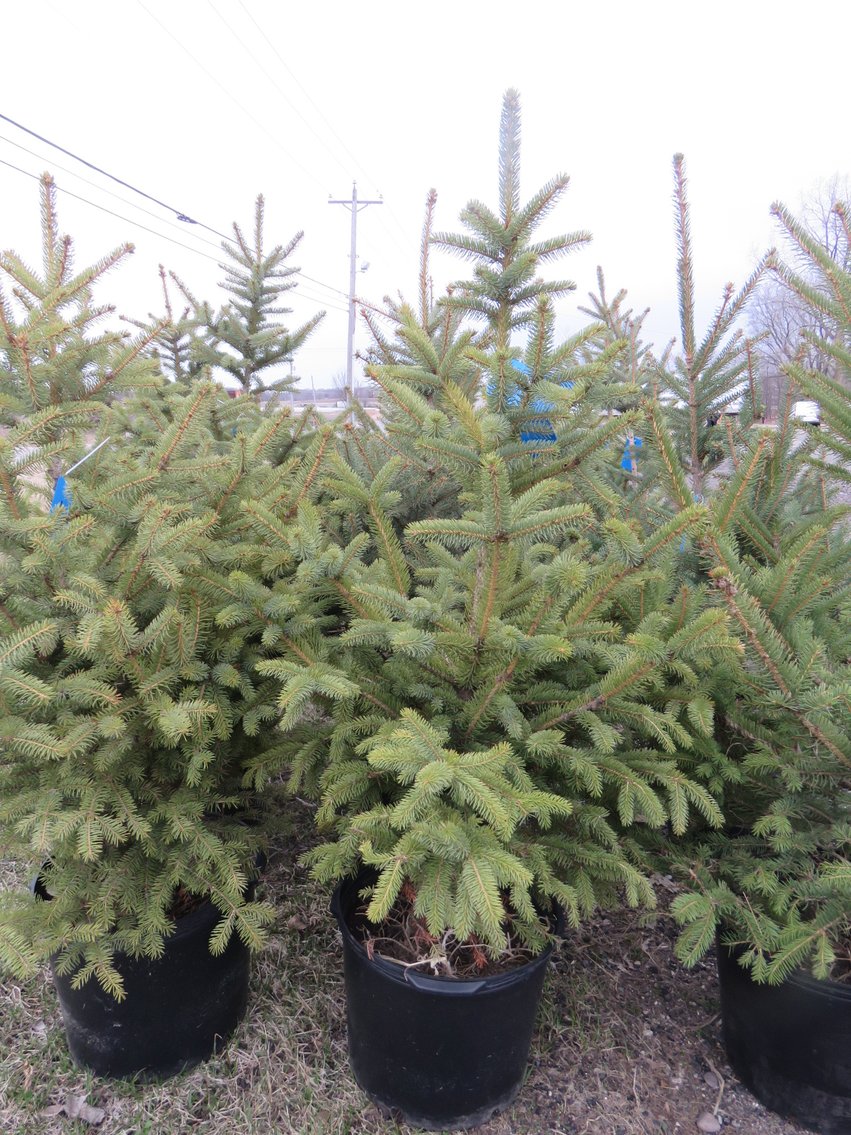 Image for Trees - White Pine, Black Hills Spruce & More