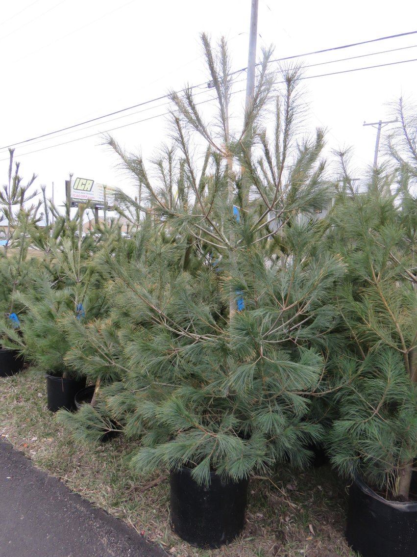 Image for Trees - White Pine, Black Hills Spruce & More