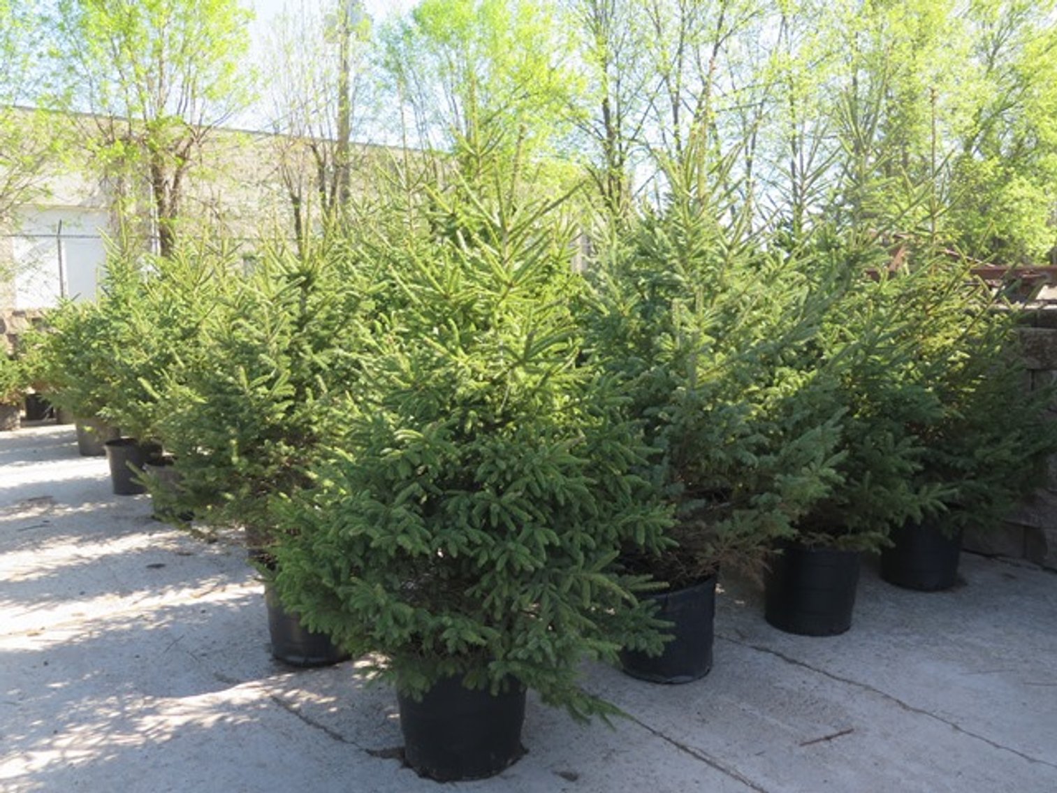 Image for Trees - White Pine, Black Hills Spruce & More