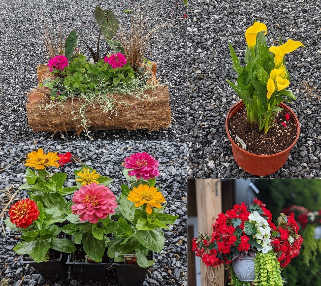 Image for Flower Auction