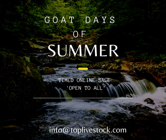 Image for Goat Days of Summer