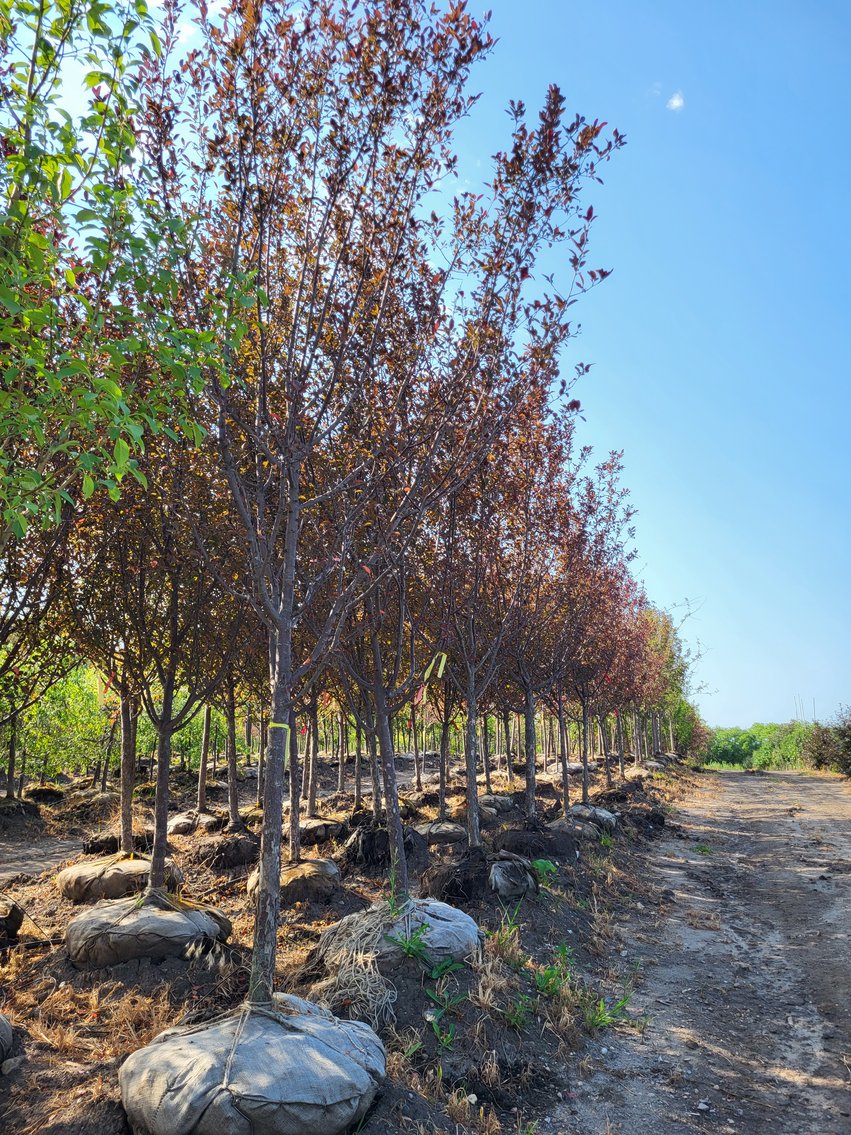 Image for Wilson's Nursery Fall 2022 Inventory Reduction