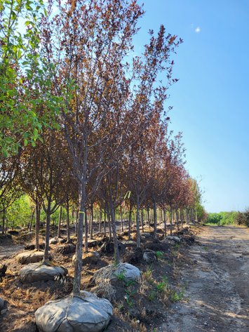 Image for Wilson's Nursery Fall 2022 Inventory Reduction