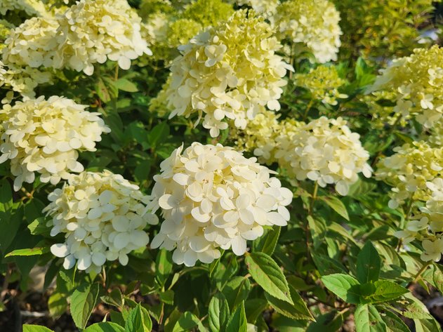 Image for Wilson's Nursery Fall 2022 Inventory Reduction