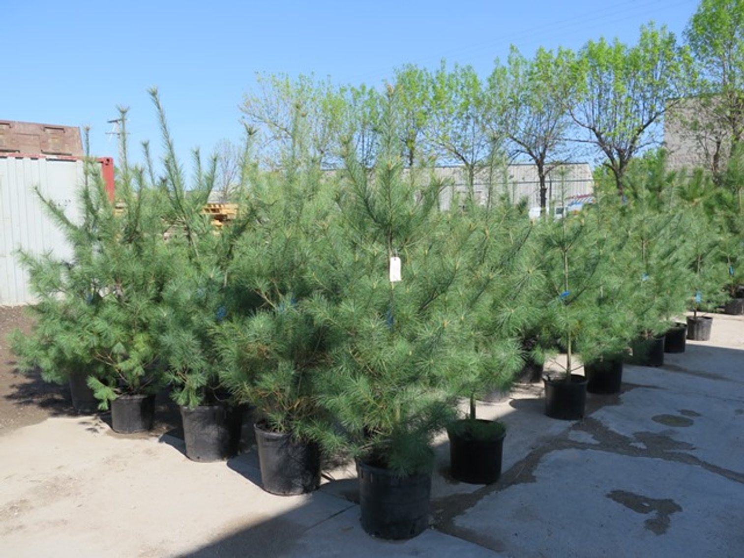 Image for Trees & Mulch - White Pine, Black Hills Spruce & More