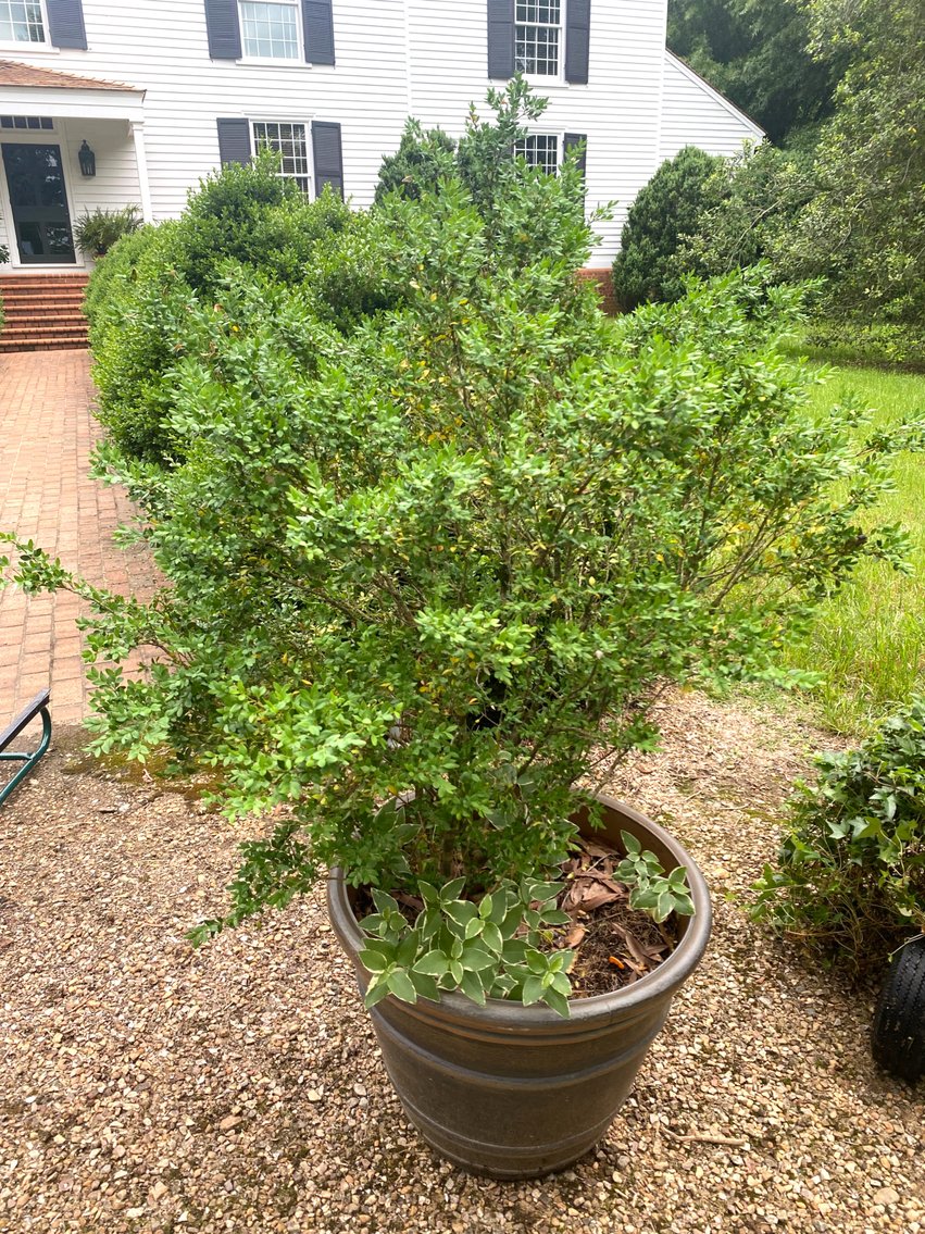 Image for GARDEN