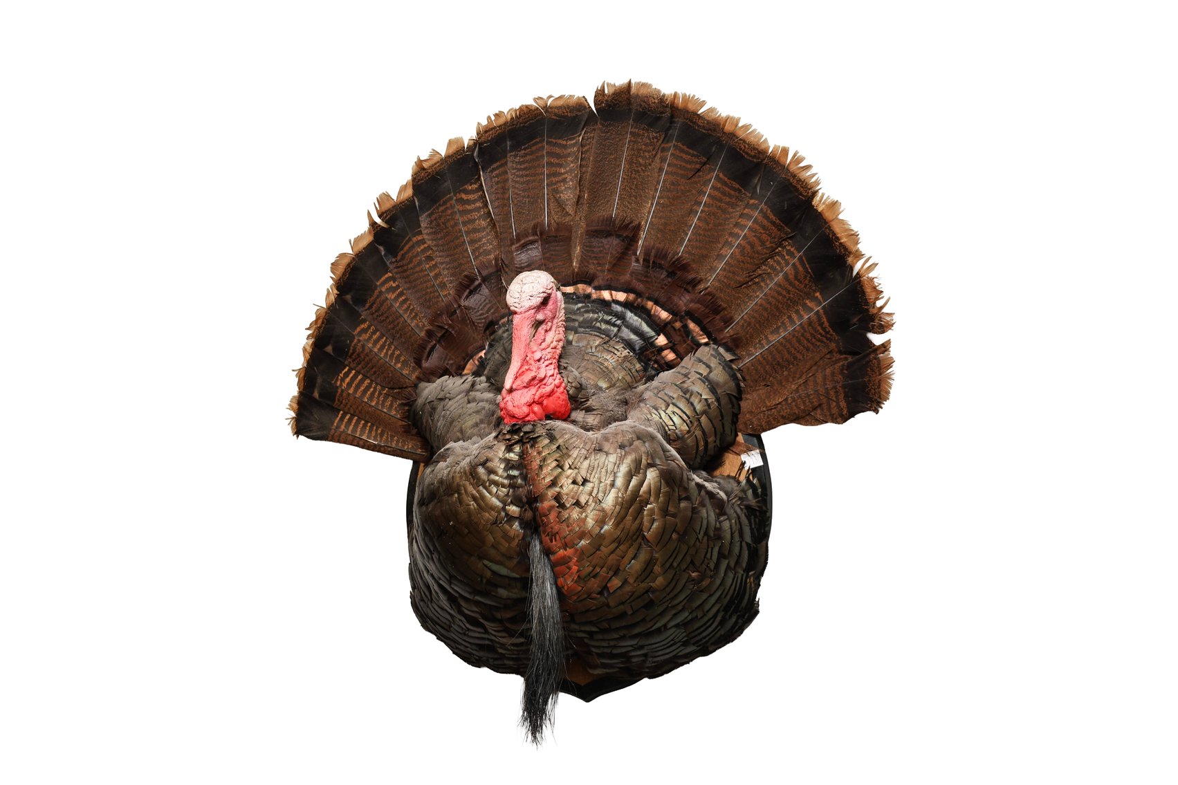 Image for Firearm Accessories, Sporting, Taxidermy, and Militaria | April 29, 2026 at 7:00 PM