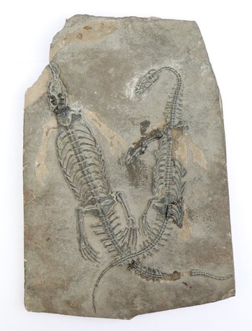 Image for Mineral Specimens and Gemstones | May 7, 2026 at 7:00 PM