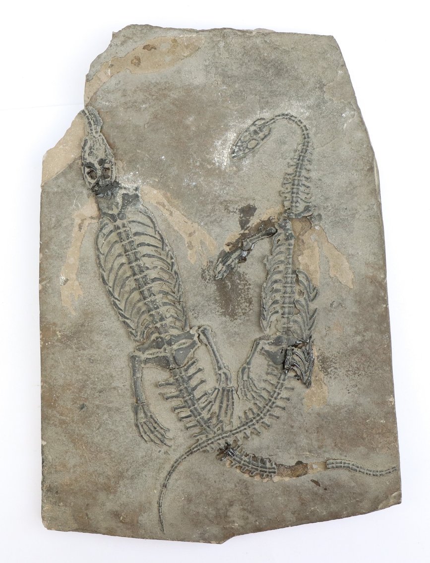 Image for Mineral Specimens and Gemstones | May 7, 2026 at 7:00 PM