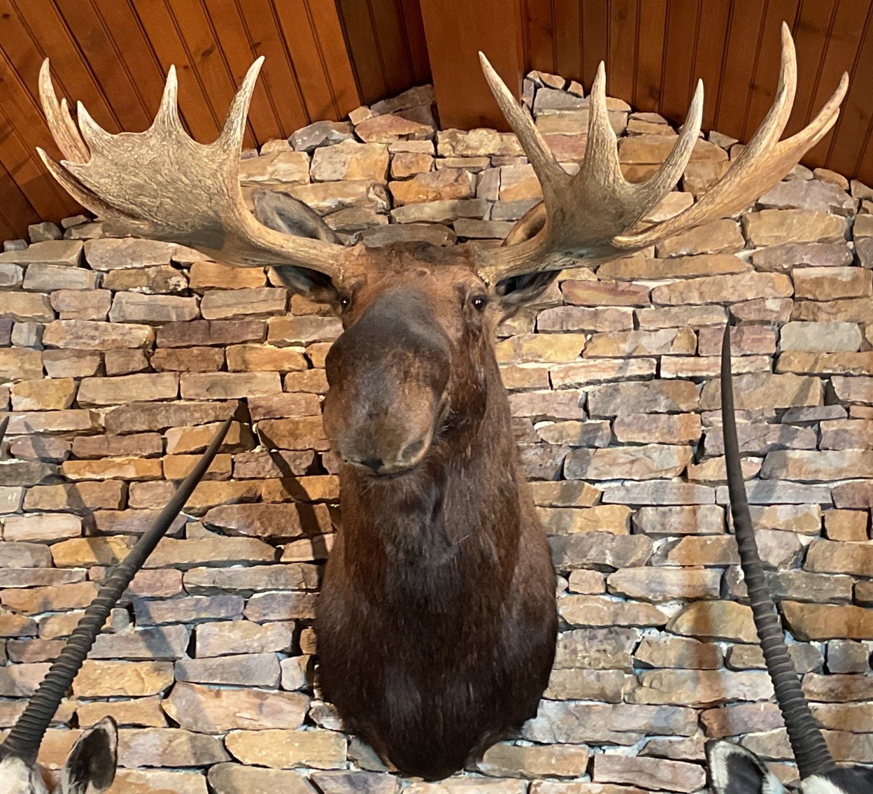 Image for Taxidermy Estate Sale | Oley, PA | June 1, 2026 at 8:00PM