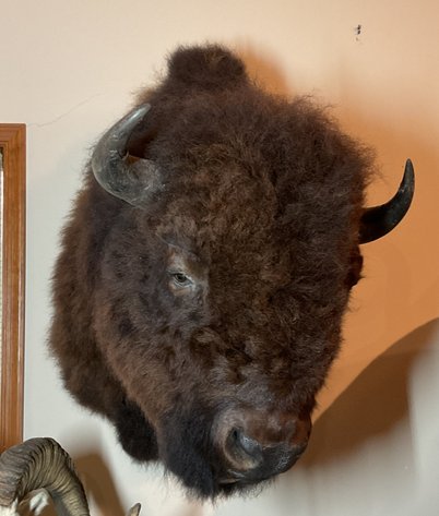 Image for Taxidermy Estate Sale | Oley, PA | June 1, 2026 at 8:00PM