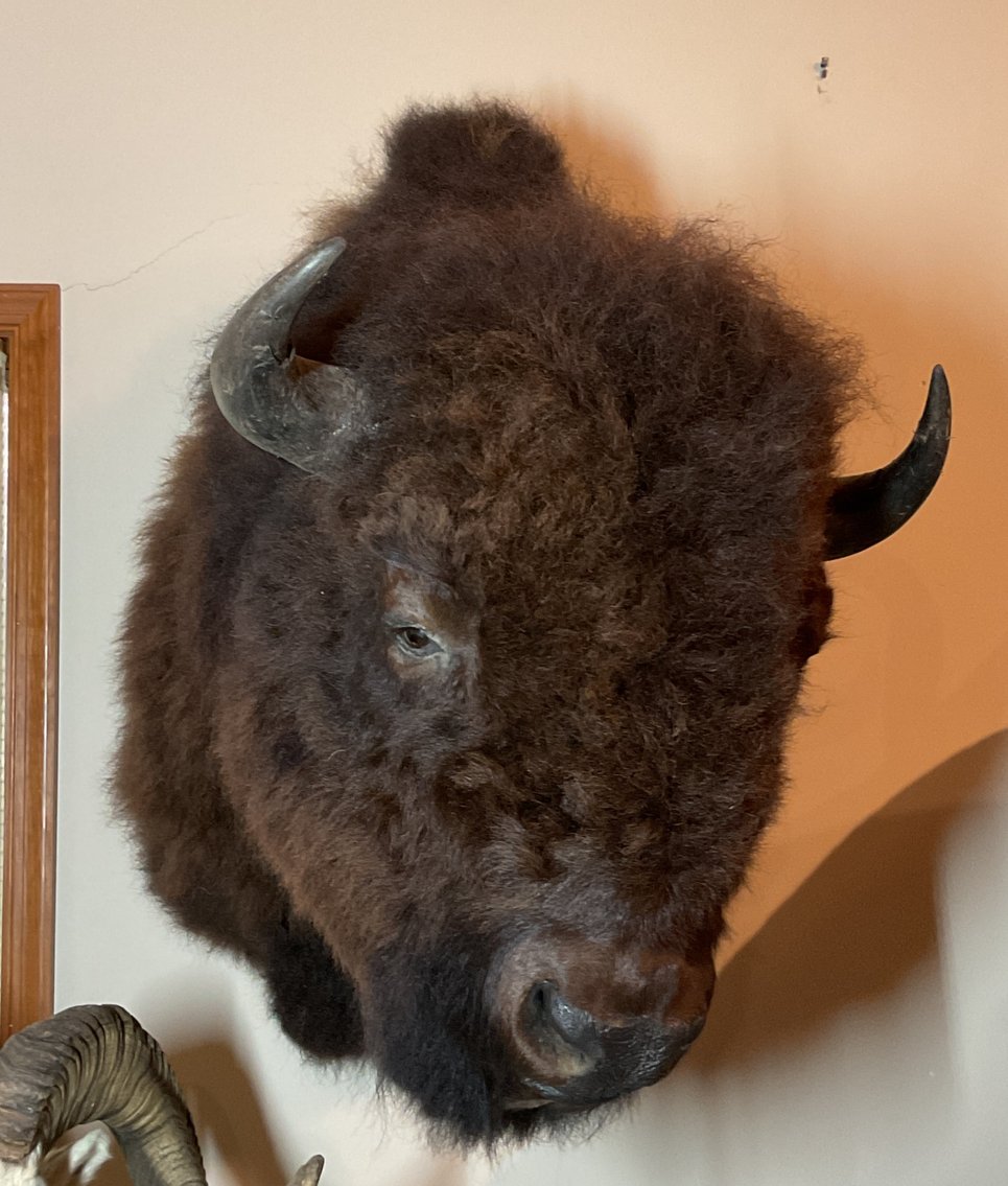Image for Taxidermy Estate Sale | Oley, PA | June 1, 2026 at 8:00PM