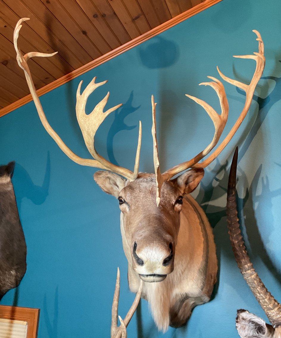 Image for Taxidermy Estate Sale | Oley, PA | June 1, 2026 at 8:00PM
