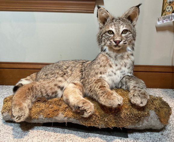 Image for Taxidermy Estate Sale | Oley, PA | June 1, 2026 at 8:00PM