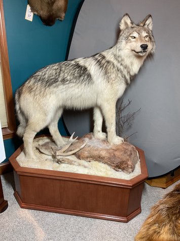 Image for Taxidermy Estate Sale | Oley, PA | June 1, 2026 at 8:00PM