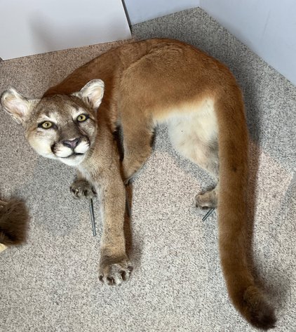 Image for Taxidermy Estate Sale | Oley, PA | June 1, 2026 at 8:00PM