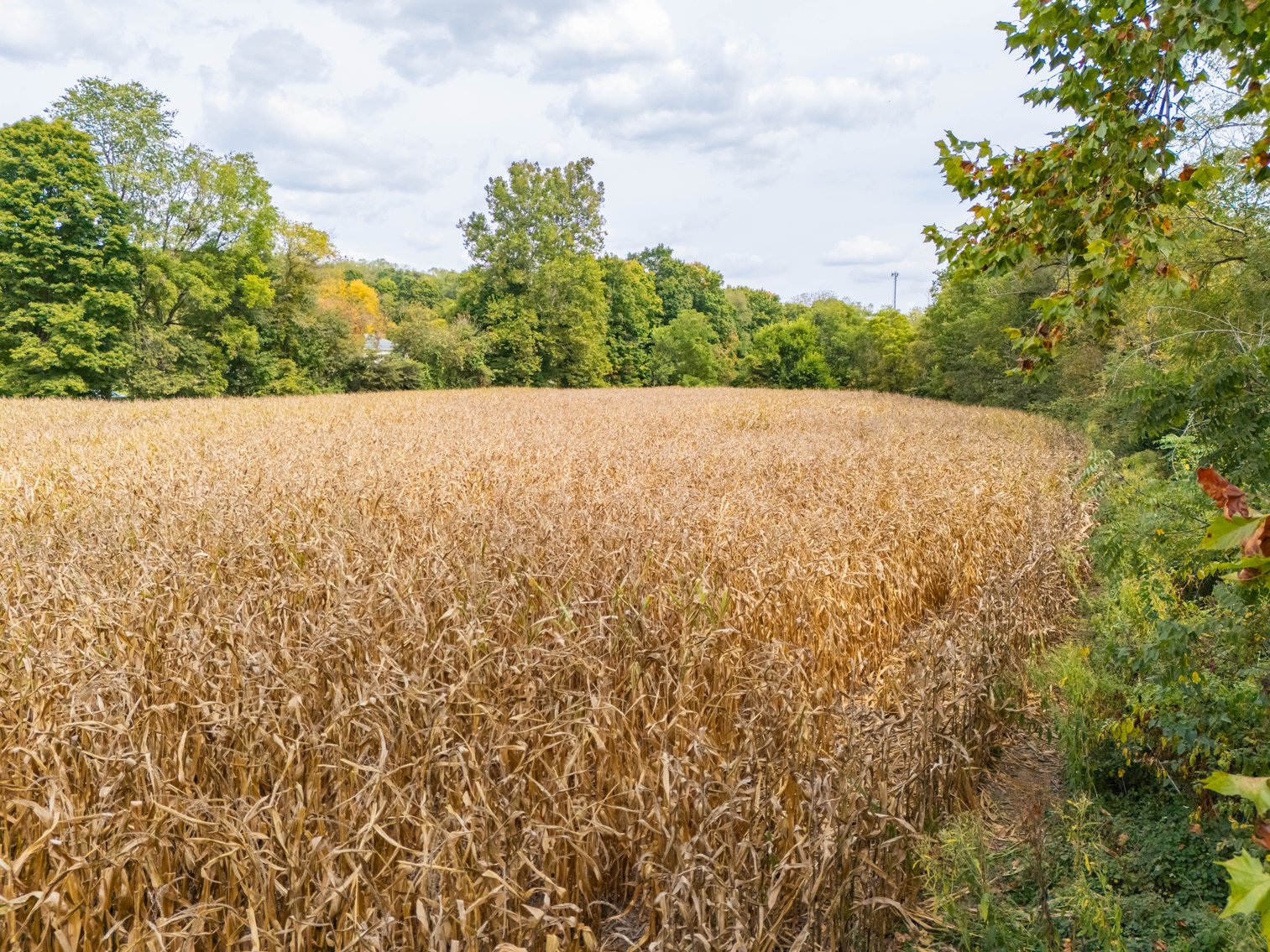 Image for 52+ ACRES - SELLS ABSOLUTE - REGARDLESS OF PRICE
