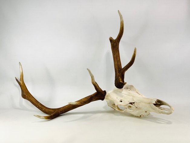 Image for Summer Surplus