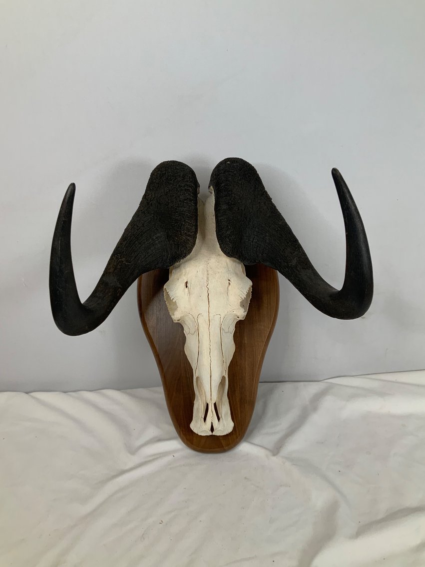 Image for Taxidermy Monument