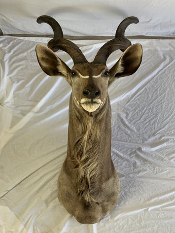 Image for Taxidermy Monument