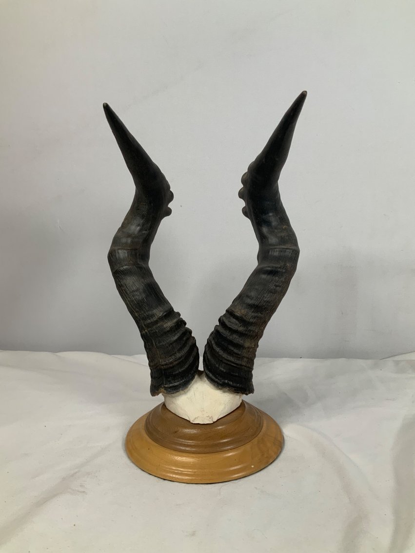 Image for Taxidermy Monument