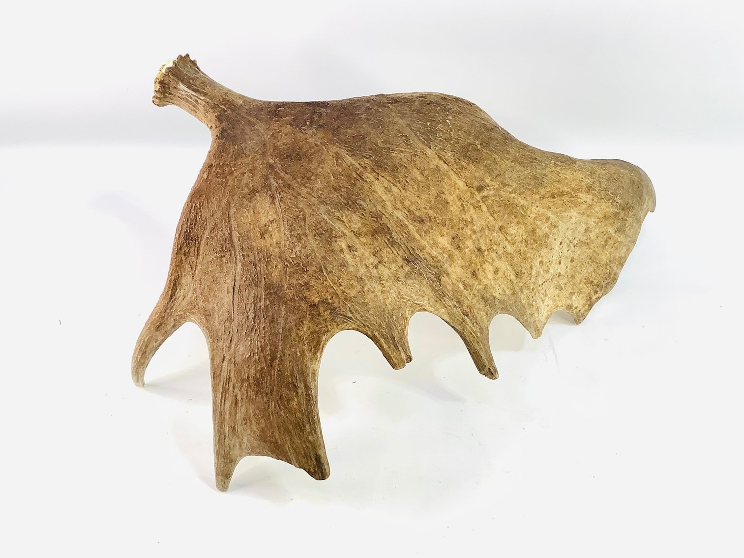 Image for Whimsical Wonders February 2026