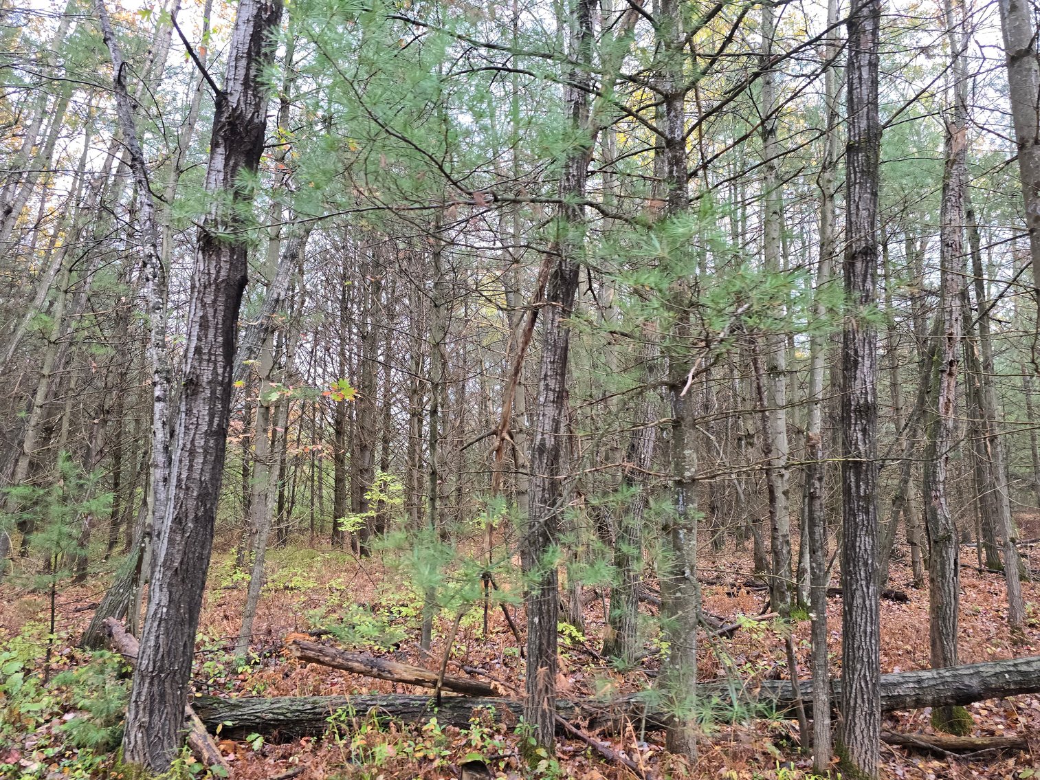 Image for SOLD!!!   MLS# 1940716 - 20 Acres Hunting Land